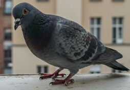 암드박 제타박은 있지만 구글박은 없다?