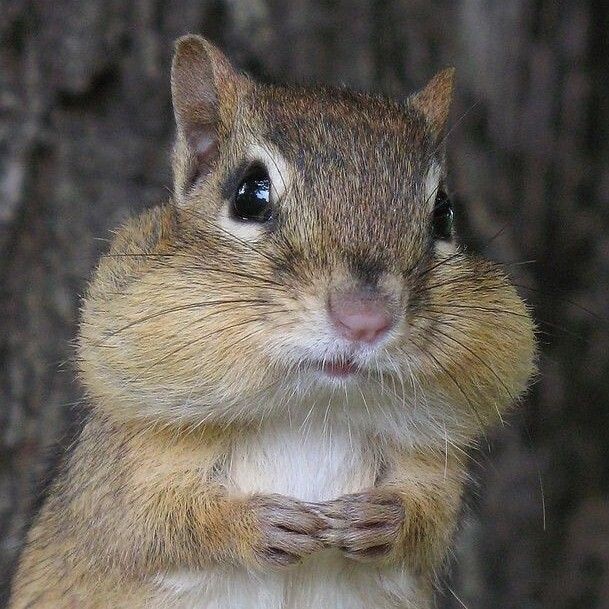🐿️..연애) 이성을 볼때 설레는 나만의 마이너 취향은 ?