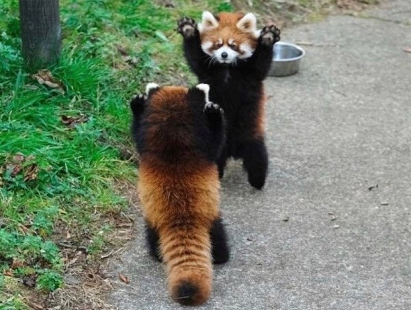 지구에서 가장 귀여운 동물