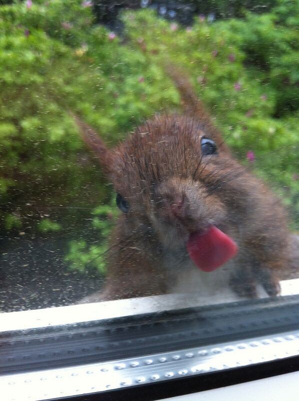 지구에서 가장 귀여운 동물