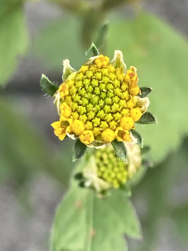 트럼프가 가장 싫어하는 식물은?