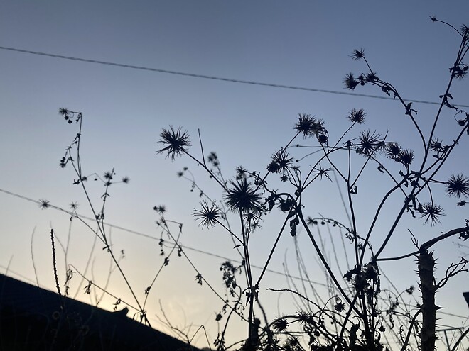 트럼프가 가장 싫어하는 식물은?