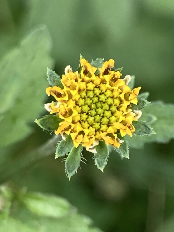 트럼프가 가장 싫어하는 식물은?