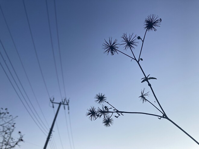 트럼프가 가장 싫어하는 식물은?