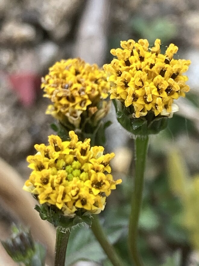 트럼프가 가장 싫어하는 식물은?