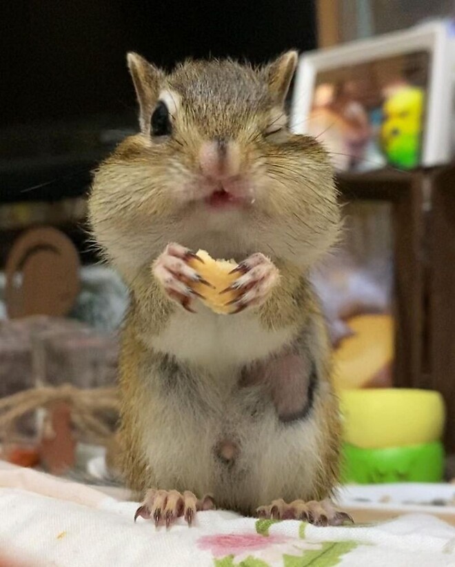 오늘은 세계 피스타치오의 날입니다 !