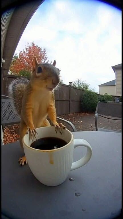 🐿..메가커피 아아 1,560원 풀렸네요 :0