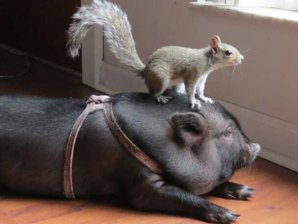 🐿️..돼지 좀 더 잡아주세요...