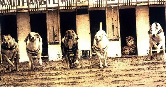 미장은 지금 웃고 있다...(ft. 약값과 금리 인하)