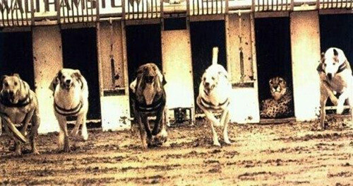 제타는 웃고 있다