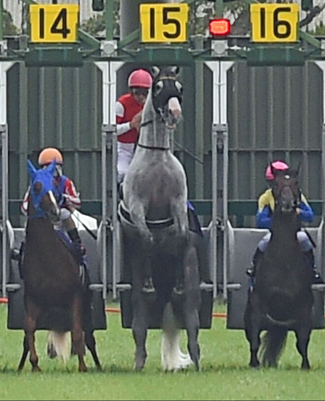 제타는 웃고 있다