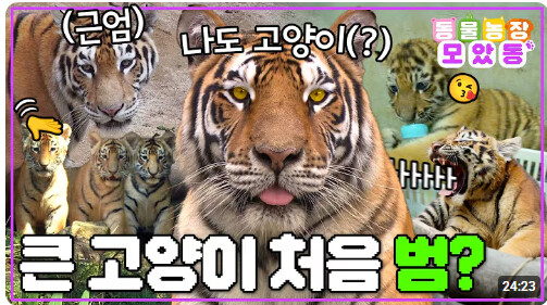 우리는 호랑이 등에 탄 겁니다.