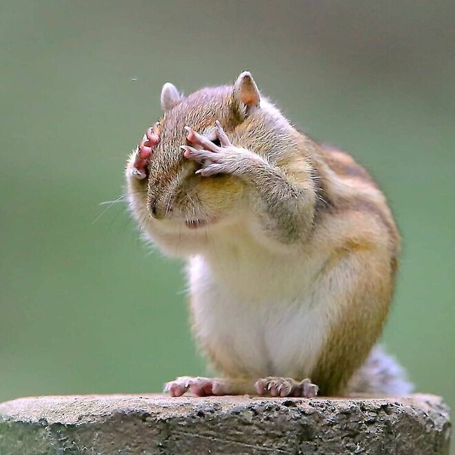 🐿️...그래 자네들 말이 다 맞아.. 내가 틀렸다..