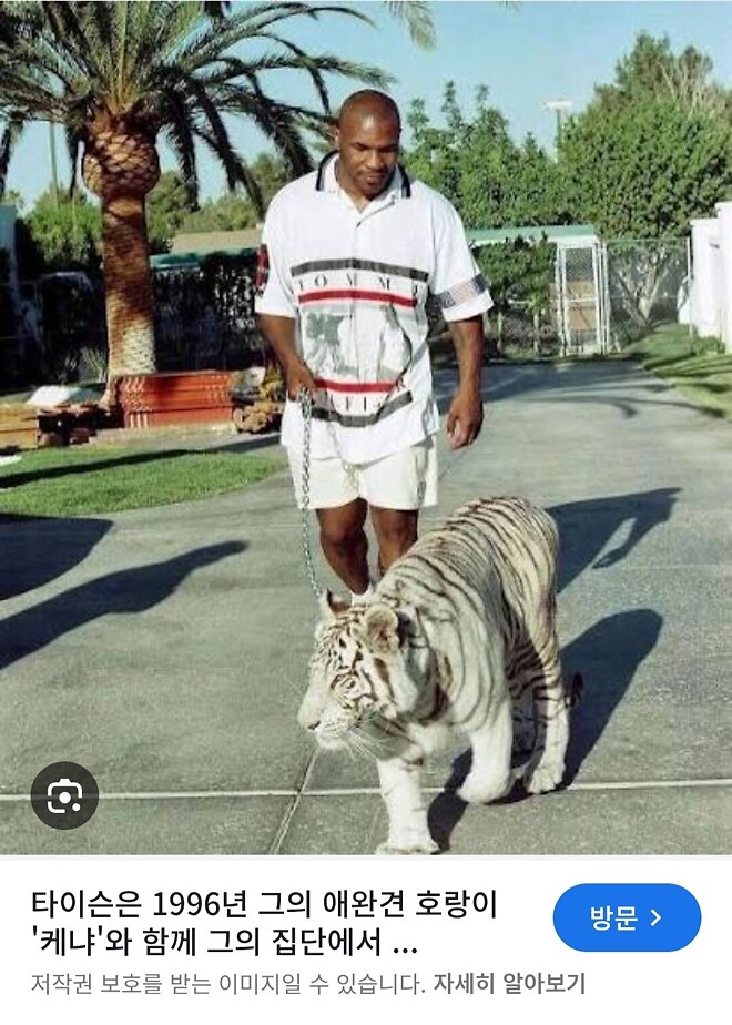 미친 호랑이 타는 법