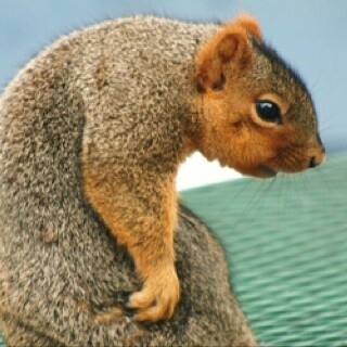 🐿️..이건 다이어트 알레르기랄까.. ^ㅇ^... 허허허