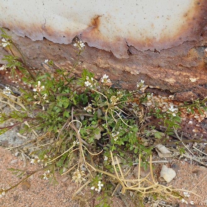 냉이(?), 큰개불알풀