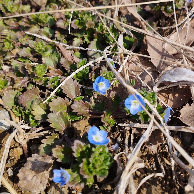 냉이(?), 큰개불알풀