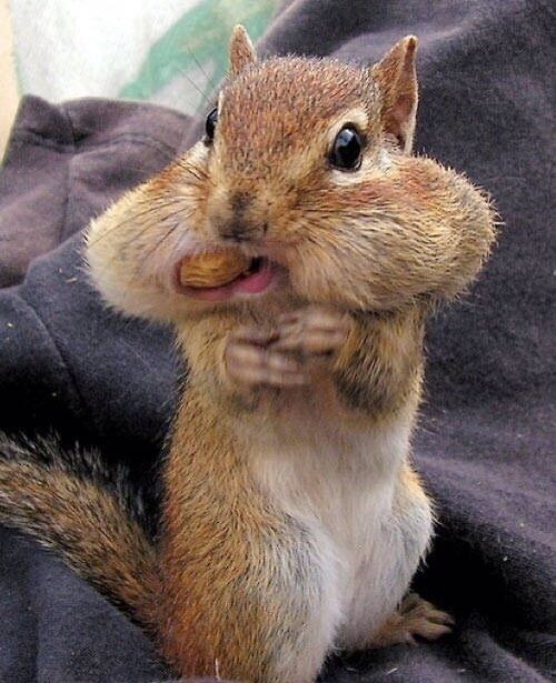 🐿️..기다리고 기다리다 금요일에 국장 담으니.. 역시..^ㅇ^