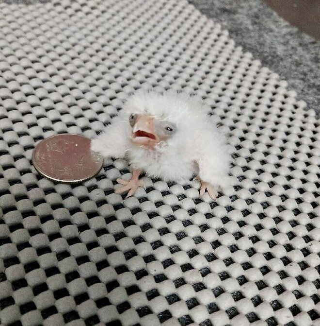 야랄도 풍년이네.....