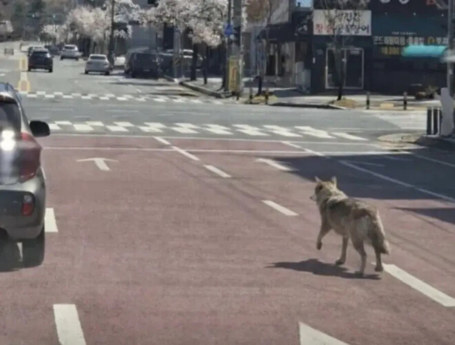 대전 늑대 탈출 사건이 난항을 겪고 있는 이유