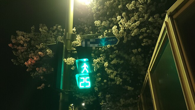 굿바이 체리블라썸