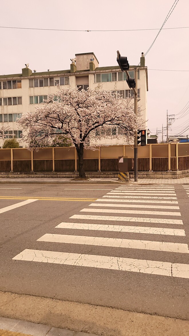 굿바이 체리블라썸