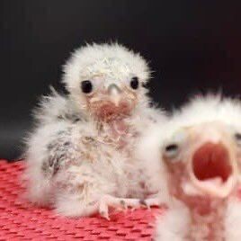 🐿공시 ) 에프앤 가이드 나머지 전량 매도 후 현차 추가 매수