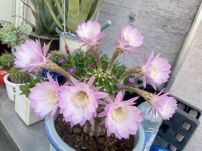 제타는 꽃인지 잡초인지